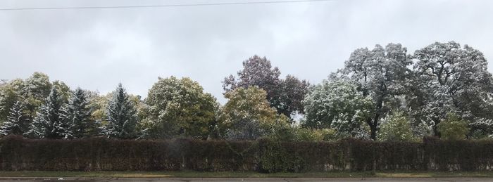 Trees on field against sky