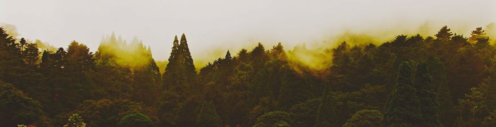 Scenic view of trees at sunset