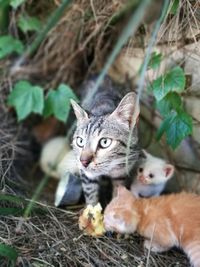 Portrait of kitten sitting outdoors