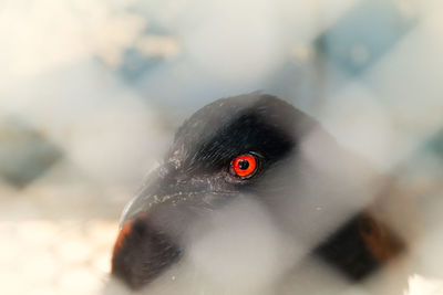 Close-up of black bird