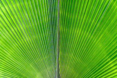 Full frame shot of palm leaves