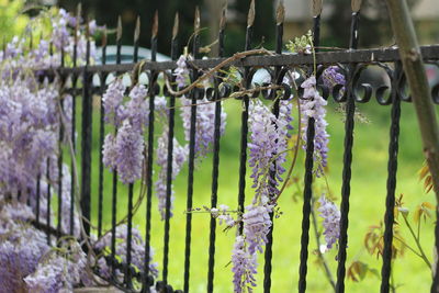 Close-up of lilac  purple flowering plants hanging on fence