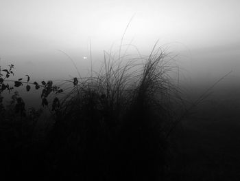 Silhouette plants against sky during foggy weather