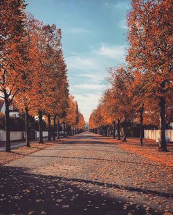 Footpath amidst trees during autumn