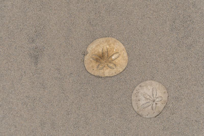 High angle view of sand dollar on beach