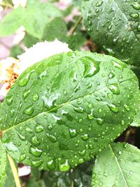 Close-up of wet plant