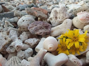 Close-up of yellow flowers on pebbles