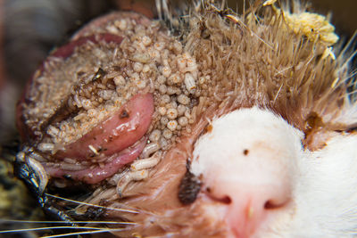 Close-up of fish for sale