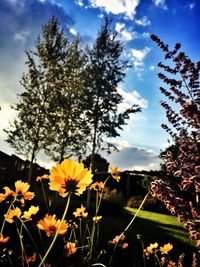 Close-up of yellow flowers blooming on field against sky