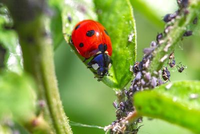 Close-up of ladybug on plant