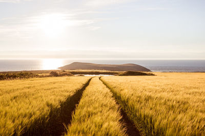 Scenic view of wheat field against sky