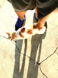 High angle view of cat by shadow on street