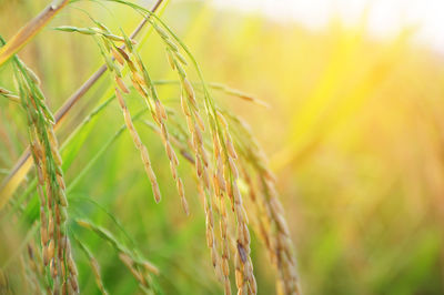 Close-up of wheat field