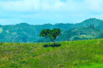 Trees on field against sky