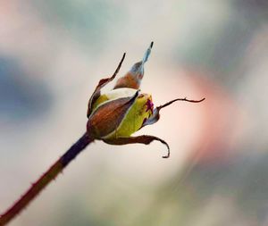 Close-up of insect on flower