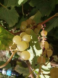 Close-up of grapes growing in vineyard
