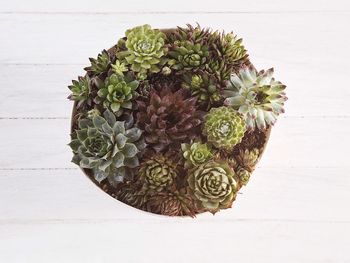 High angle view of potted plant on table