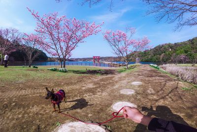 Dog and owner in the park in springtime against lake and cherry blossomes