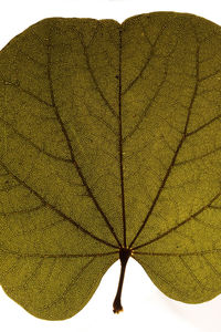 Close-up of leaf against white background