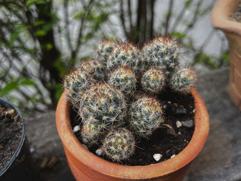 Close-up of potted plant