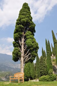 Trees on field against sky