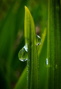 Close-up of wet plant