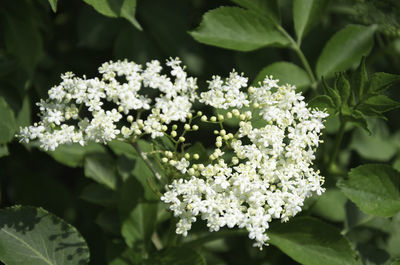 Close-up of white flowering plant