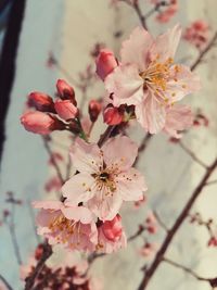 Close-up of cherry blossoms in spring