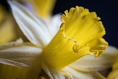 Close-up of insect on yellow flower