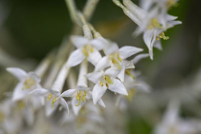 Close-up of white flowering plant