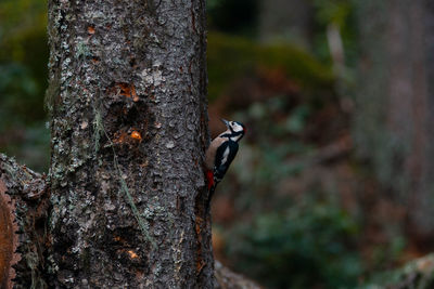 Close-up of a bird on tree trunk