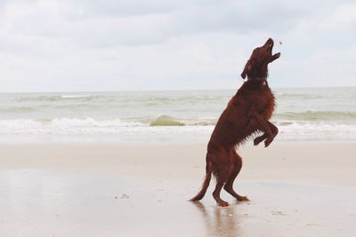 Dog jumping on beach