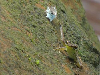 High angle view of insect