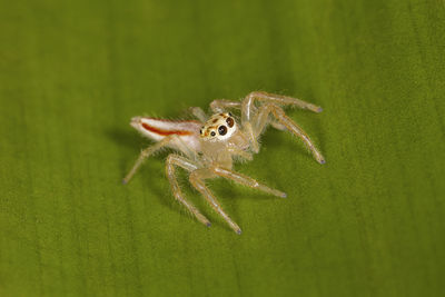 Close-up of spider