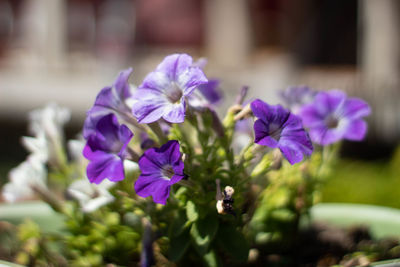 Close-up of purple flowering plant