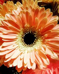 Close-up of flowers