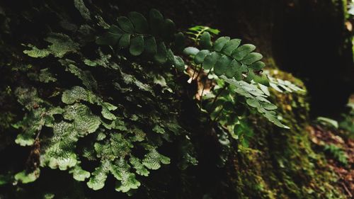 Close-up of moss growing on tree trunk