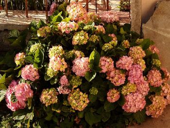 High angle view of pink flowering plants