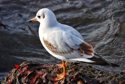 Close-up of seagull perching on rock