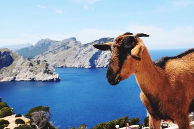 Close-up of goat against rock formations in sea