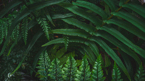 Full frame shot of wet plants