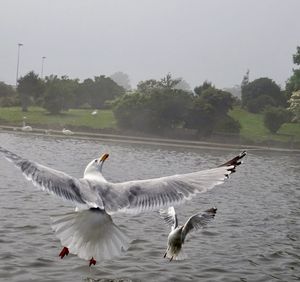 Seagulls flying over lake against sky