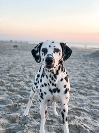 Dogs standing on beach sunset