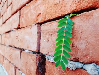 Close-up of leaf on brick wall