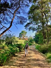 Rear view of man walking on footpath amidst trees