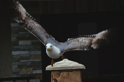 Seagull flying in a row