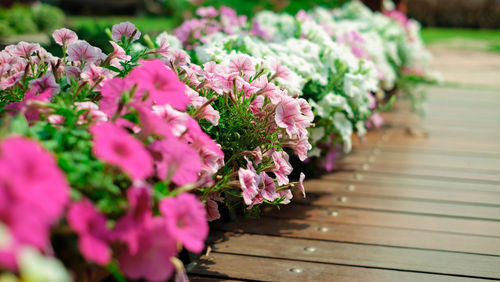 Close-up of pink flowering plant