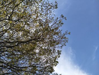 Low angle view of flowering tree against blue sky
