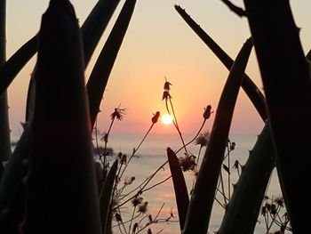 Close-up of silhouette plants against sky during sunset