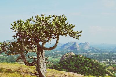 Tree on mountain against sky